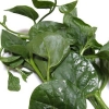 Ceylon Spinach