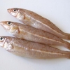 Silver Whiting