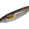 Grass Whiting